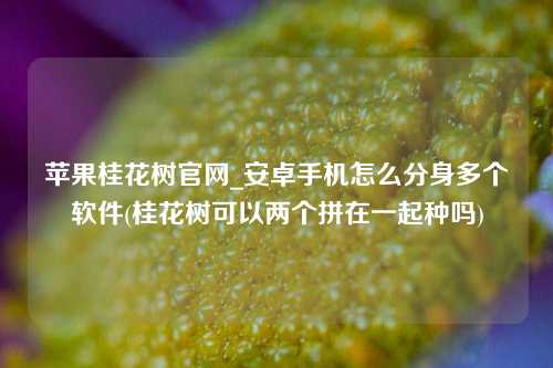 苹果桂花树官网_安卓手机怎么分身多个软件(桂花树可以两个拼在一起种吗)